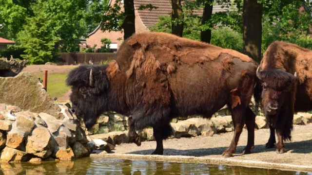 Two bison standing near a pond with trees and a house in the background.