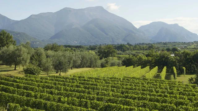 Vineyard with lush green grapevines, mountains in the background, under a clear blue sky.