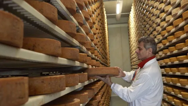 Man examining cheese wheels in a storage facility.