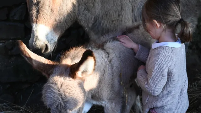 Child petting small donkey beside larger donkey in a barn.