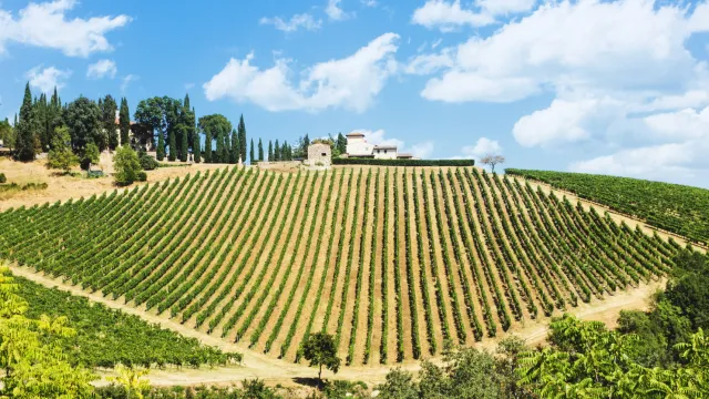 Vineyard on a sunny hillside with blue sky and scattered clouds.