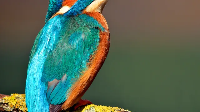 Kingfisher with vibrant blue and orange feathers perched on mossy branch.