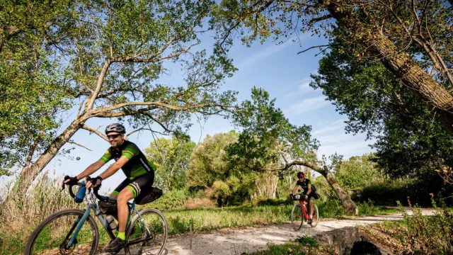 Cyclists ride on a sunny woodland path, surrounded by green trees.
