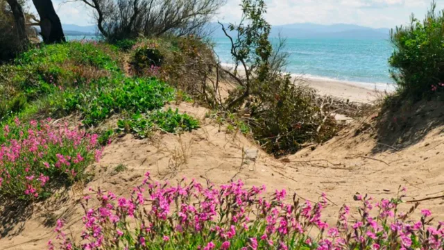 Sandy path with pink flowers leading to the beach on a sunny day.