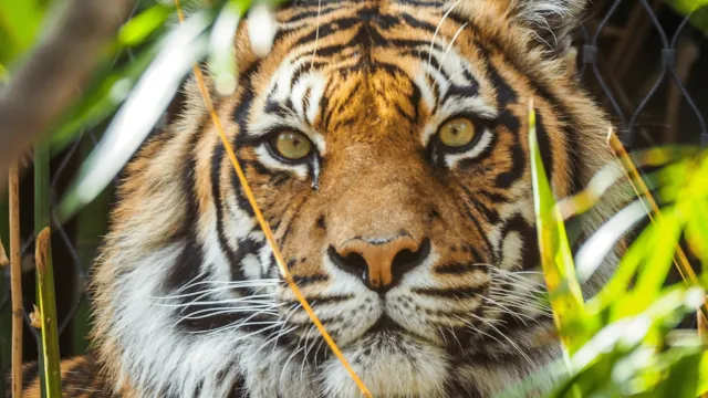 Tiger peering through lush green leaves.