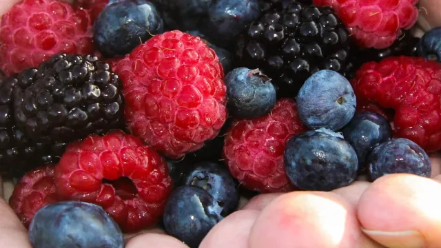 Hands holding mixed berries: raspberries, blackberries, and blueberries.