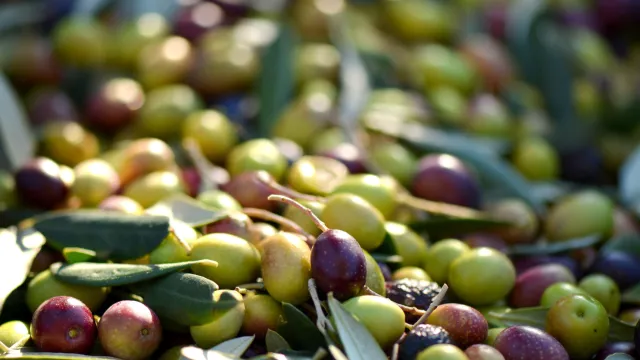 Freshly harvested olives with leaves in sunlight.