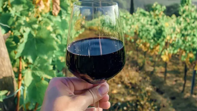 Holding a glass of red wine in a sunny vineyard.