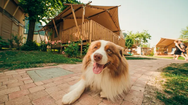 Brown and white dog lying on a brick path, with wooden huts in the background.