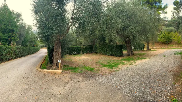 A dirt road splits into two paths surrounded by olive trees and greenery.
