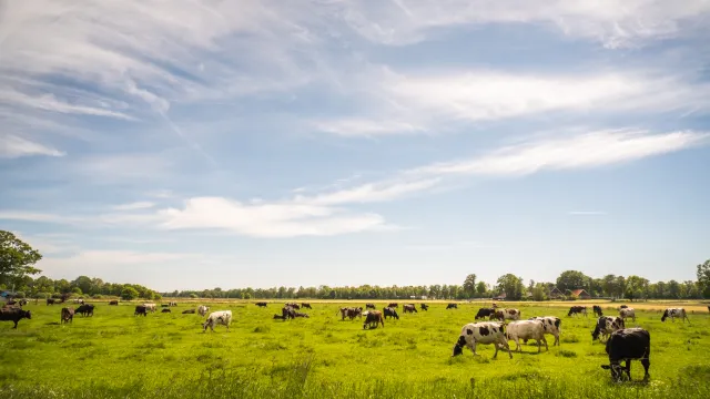 Cows grazing in a lush, green field under a blue sky with wispy clouds.