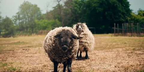 Two woolly sheep standing in a grassy field with trees in the background.