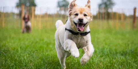 A happy dog runs on green grass with another dog in the background.