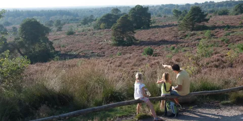 Father pointing out landscape to children in heather-covered field, day time.