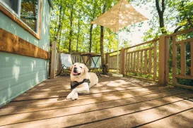 Dog lounging on a sunny wooden deck surrounded by trees.