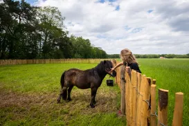 Child petting a pony over a wooden fence in a grassy field.
