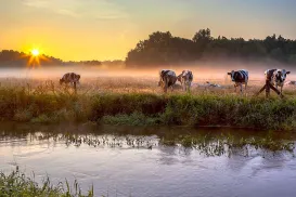 Cows grazing by a misty river at sunrise.
