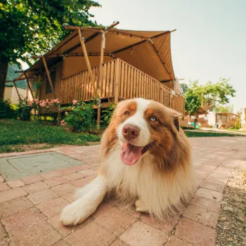 Fluffy dog relaxing on a stone path near wooden huts in a sunny yard.
