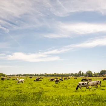 Cows grazing in a lush, green field under a blue sky with wispy clouds.