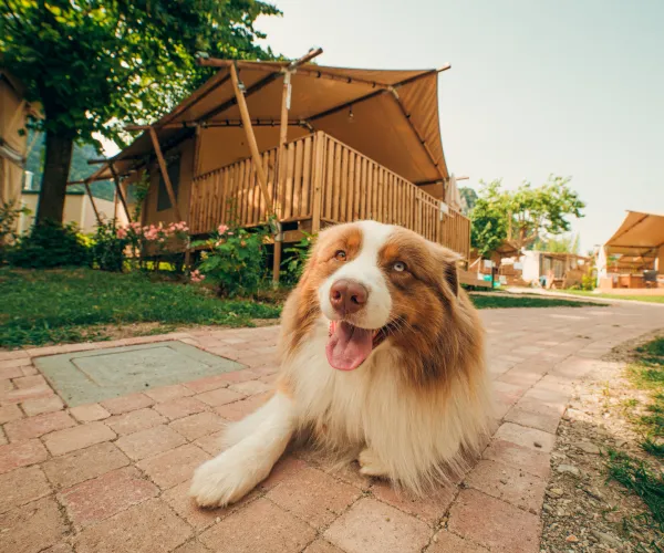 Brown and white dog lying on a brick path, with wooden huts in the background.