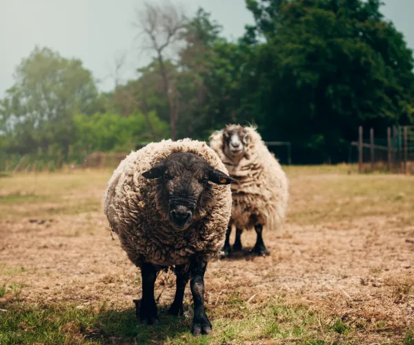 Two fluffy sheep standing in a grassy field with trees in the background.