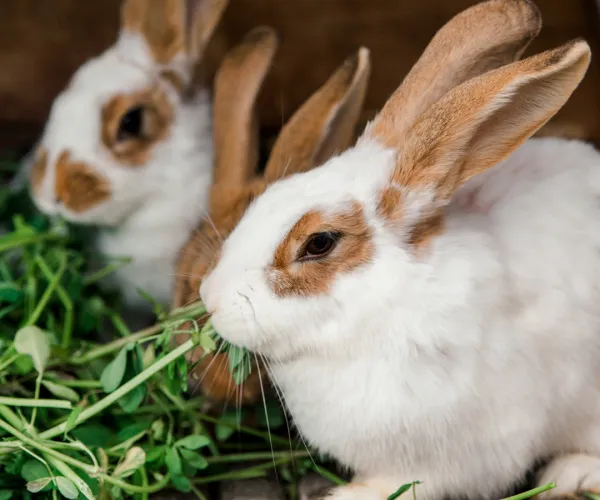 Three white and brown rabbits eating fresh green leaves.