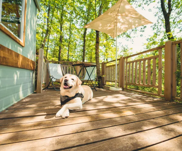 Dog lounging on a sunny wooden deck with trees and hammock.