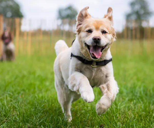 Golden retriever joyfully running on grass, another dog in the blurred background.