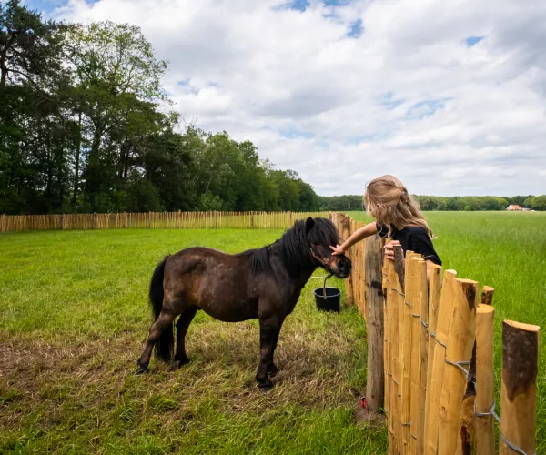 Child petting a small brown horse by a wooden fence in a grassy field.