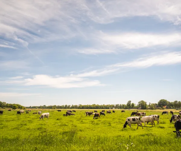 Cows grazing in a lush, green field under a blue sky with wispy clouds.